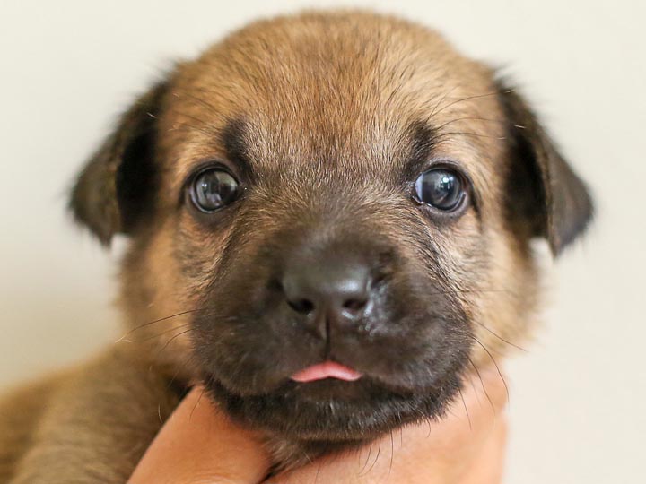 chinook puppy
